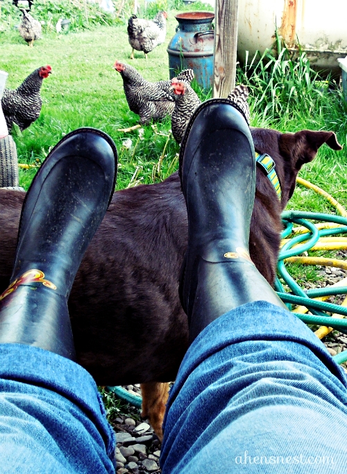 boots and a dog and chickens