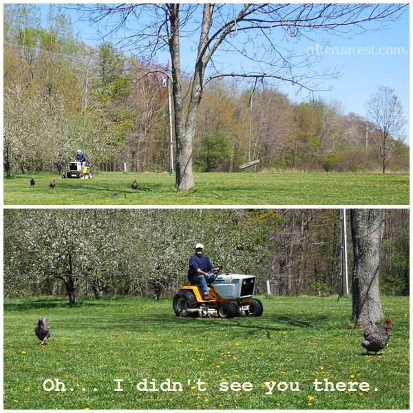 my hubby chasing the chickens with the tractor