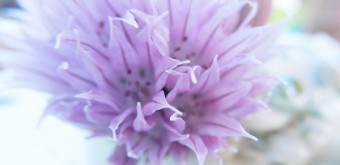 chive blossom