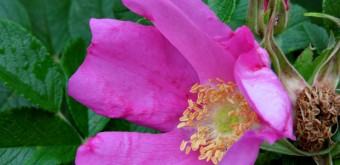 pink shrub rose
