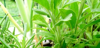 rosemary and sage herb plants