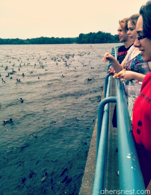 feeding the fish at the Spillway