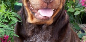 Ginger Smiles are irresistible