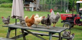 chickens picnic table roosting