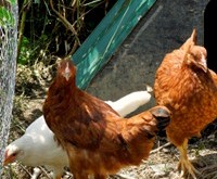 chicks in pen