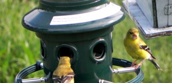 goldfinch at squirrel buster plus feeder