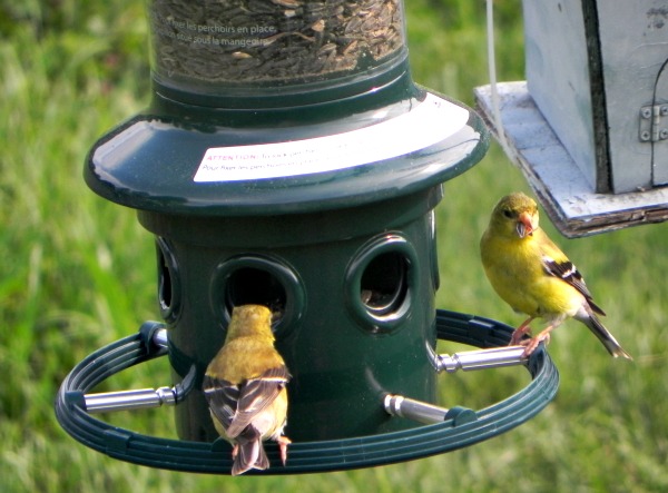 goldfinch at squirrel buster plus feeder