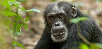 Freddy - Disneynature's Chimpanzee