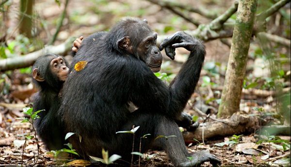 Isha Oscar Chimpanzees Disneynature