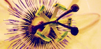 passion flower bloom center