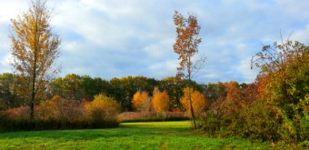autumn backyard
