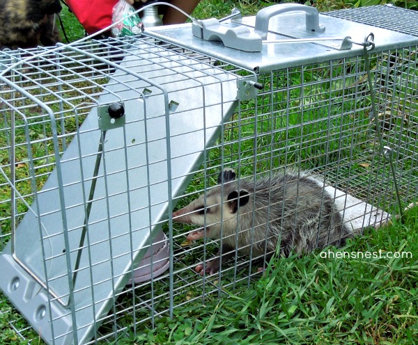 humane wild animal trap