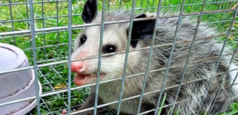possum capture