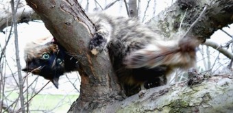 evil tree kitty