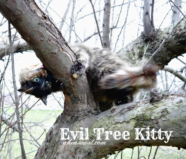 evil tree kitty