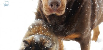 best-friends snow