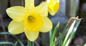 spring daffodil bloom