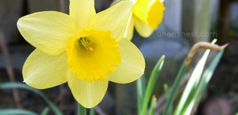 spring daffodil bloom