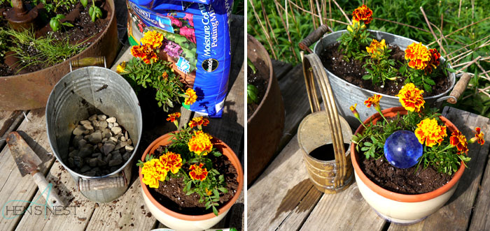 potted marigolds