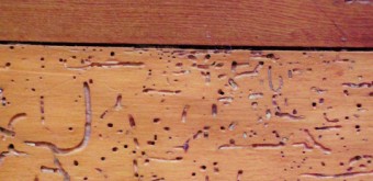 termite wood