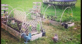 stay-out-of-the-garden-chickens