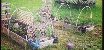 stay-out-of-the-garden-chickens