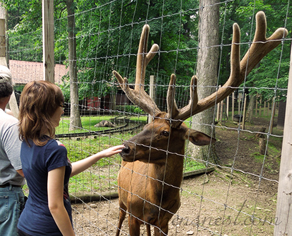 elk-and-girl-at-deer-park