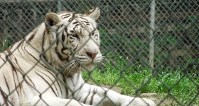 first-zoo-trip-baby-white-tiger