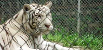 first-zoo-trip-baby-white-tiger