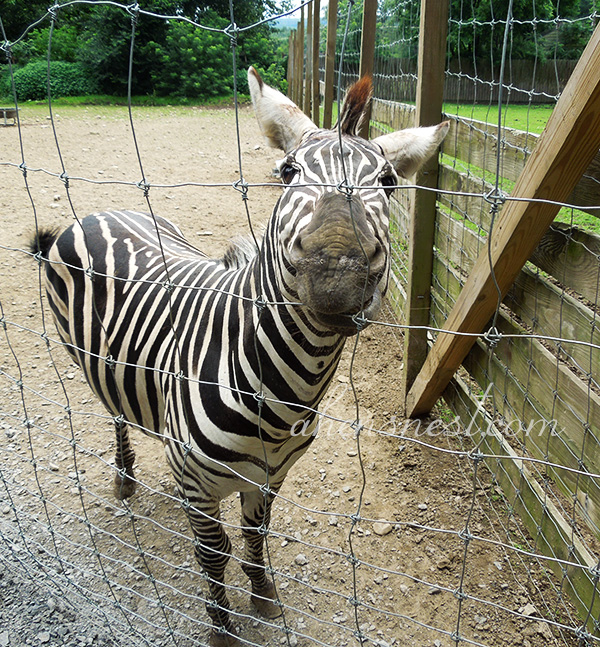 first-zoo-trip-baby-zebra