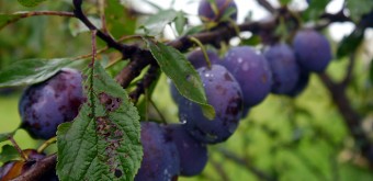backyard-plum-tree