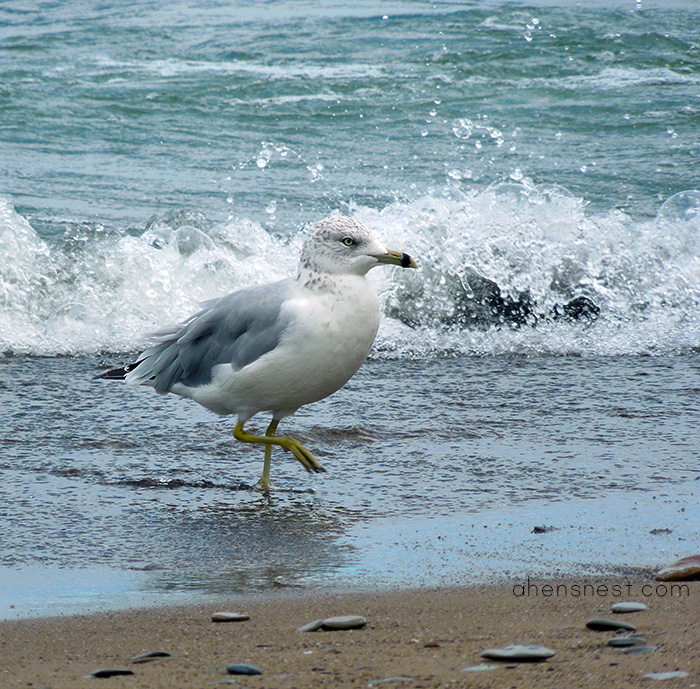 Presque Isle State Park Lake Erie Pennsylvania - seagull in the waves