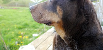 Ginger May2013