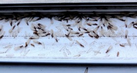 dead termites by Editor B on Flickr