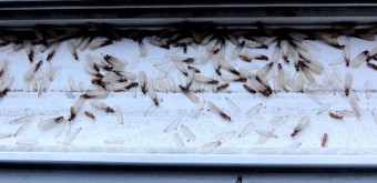 dead termites by Editor B on Flickr