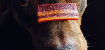 Ginger Beggin‘ Strips® tricks