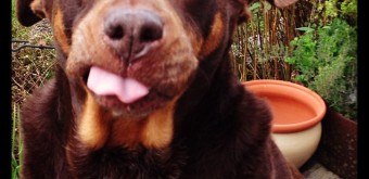 Happy Monday - dog sticks her tongue out