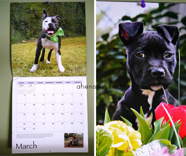 Dog-Park-Publishing-Love-PitBulls-Calendar-gift