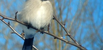 blue jay on a tree in pennsylvania winter