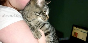 Steve-the-cat-snugglebug