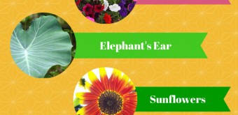 10 foolproof plants for kids to grow this summer