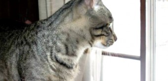 Steve-Cat-Window