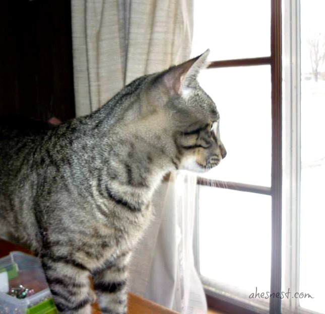Steve-Cat-Window