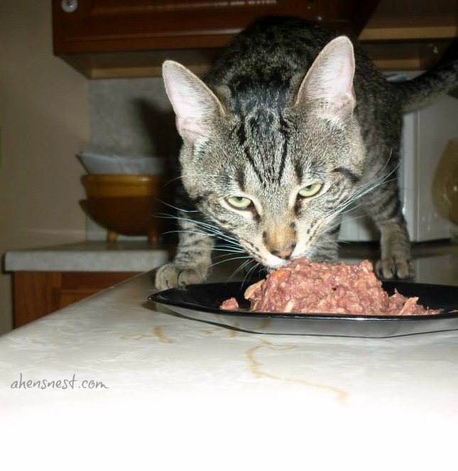 Steve-Cat-eating-meow-mix