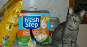 Steve the cat likes Fresh Step