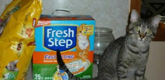 Steve the cat likes Fresh Step
