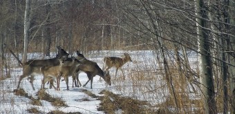 deer in spring Northwestern PA
